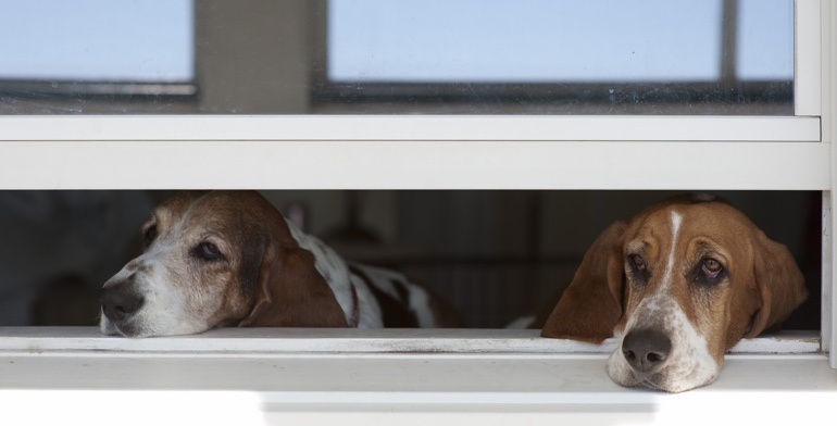 Beagles look out open window without window treatment in Phoenix.